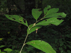 Neolasioptera linderae