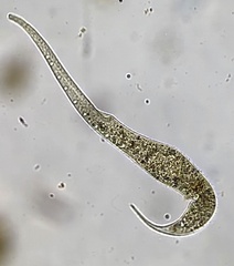Dileptidae