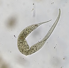 Dileptidae
