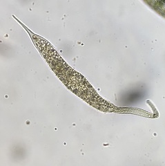 Dileptidae
