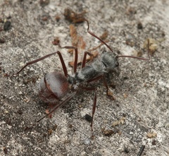 Polyrhachis bicolor