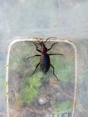 Carabus nankotaizanus