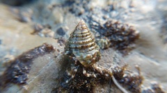 Calliostoma gemmulatum