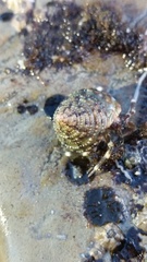 Calliostoma gemmulatum