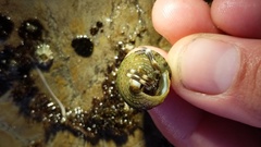 Calliostoma gemmulatum
