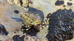 Calliostoma gemmulatum