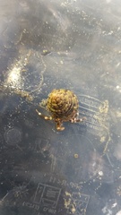 Calliostoma gemmulatum