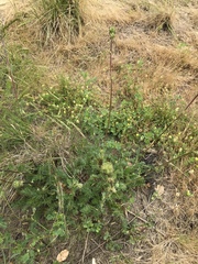 Acaena pinnatifida californica