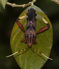 Spathophora