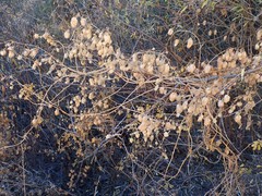 Humulus lupulus neomexicanus