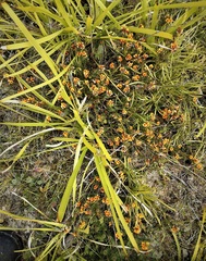 Pultenaea subspicata