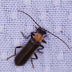 Podabrus flavicollis