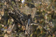 Erythrodiplax basifusca