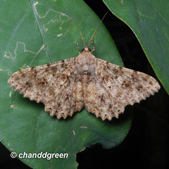 Racotis boarmiaria