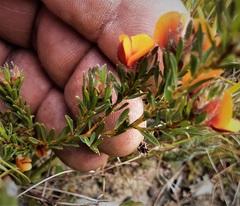 Pultenaea subspicata