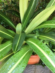 Hippeastrum reticulatum