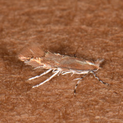 Cremastobombycia solidaginis