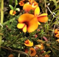 Pultenaea subspicata
