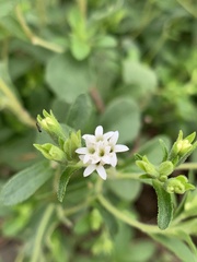 Stevia rebaudiana