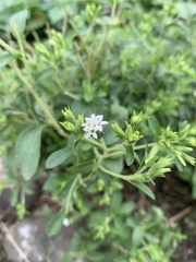 Stevia rebaudiana