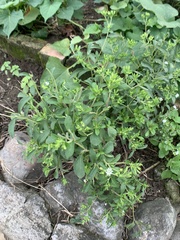 Stevia rebaudiana