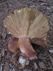 Russula ventricosipes