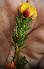 Pultenaea subspicata