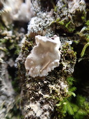 Dendrothele candida