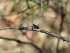 Catasphactes coprias