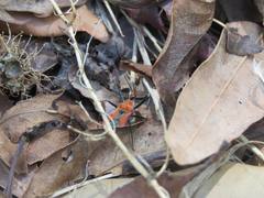 Gminatus australis