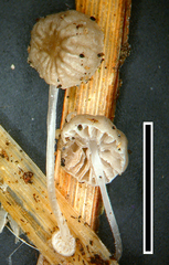 Mycena bulbosa
