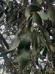 Acacia fasciculifera