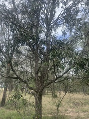 Acacia fasciculifera