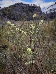 Hakea microcarpa