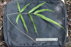 Pteris cretica