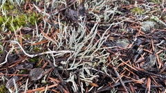 Cladonia verruculosa