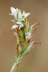 Chloraea philippii