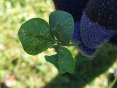 Pseudopeziza trifolii