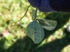 Pseudopeziza trifolii