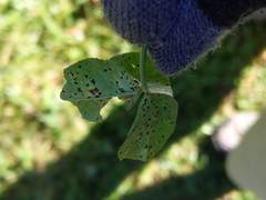 Pseudopeziza trifolii