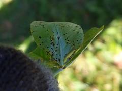 Pseudopeziza trifolii