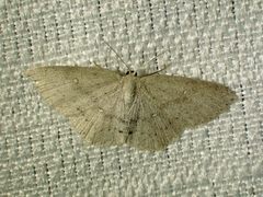 Cyclophora pendulinaria