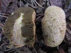 Rhopalogaster transversarius