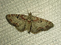 Eupithecia mutata