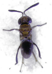 Encyrtus aurantii