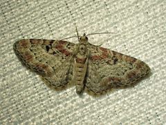Eupithecia mutata