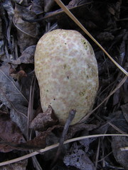 Rhopalogaster transversarius