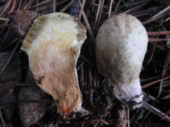 Rhopalogaster transversarius