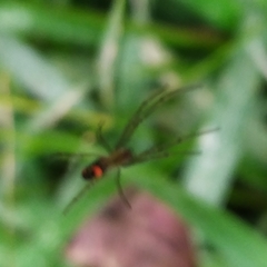 Leucauge