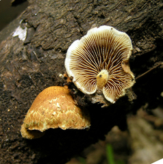 Pleuroflammula ambigua